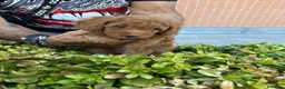 Barboncino Toy cani in vendita: Barboncino Toy red - Annuncio 4