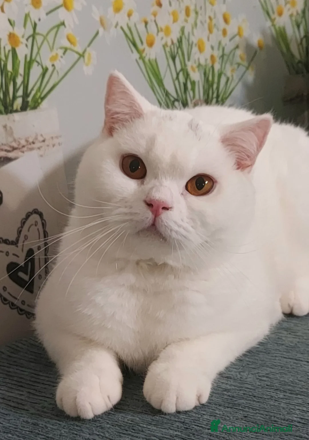 British gatti in vendita: British Shorthair Memo  - Annuncio 1
