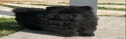 Chow Chow cani in vendita: Chow Chow Cucciole femmine nero e rosso  - Annuncio 5