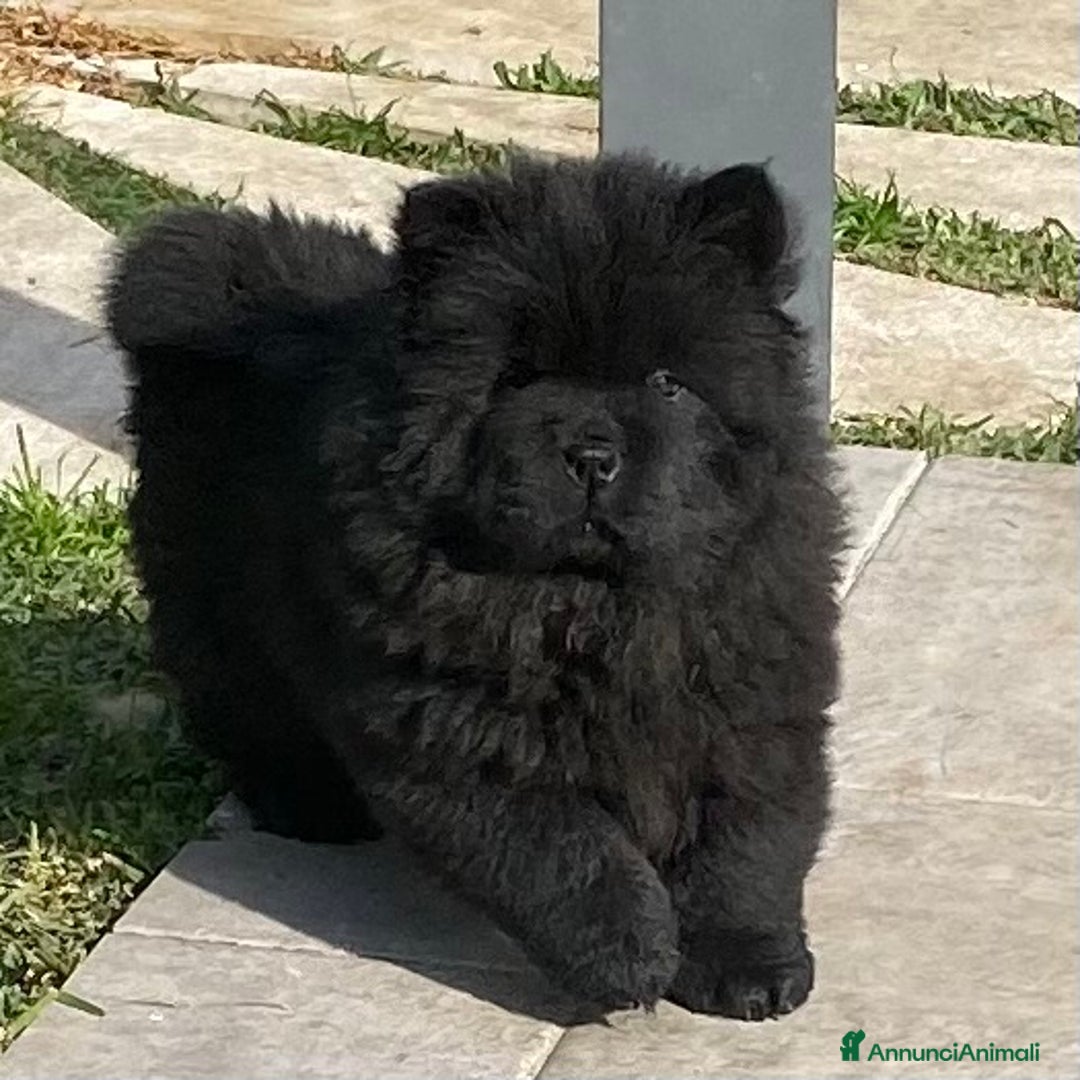 Chow Chow cani in vendita: Chow Chow Cucciole femmine nero e rosso  - Annuncio 5