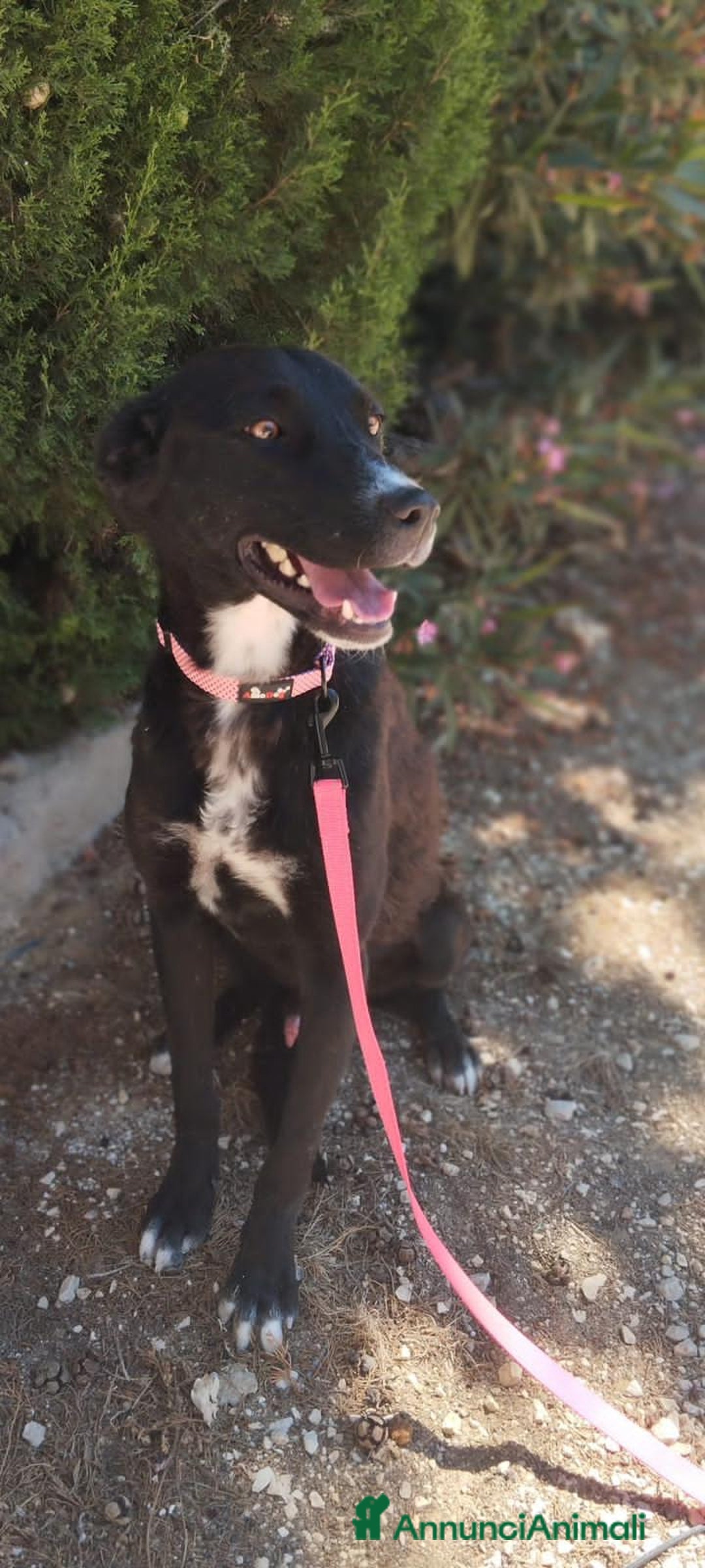 Altre razze cani in regalo: eros  - Annuncio 5