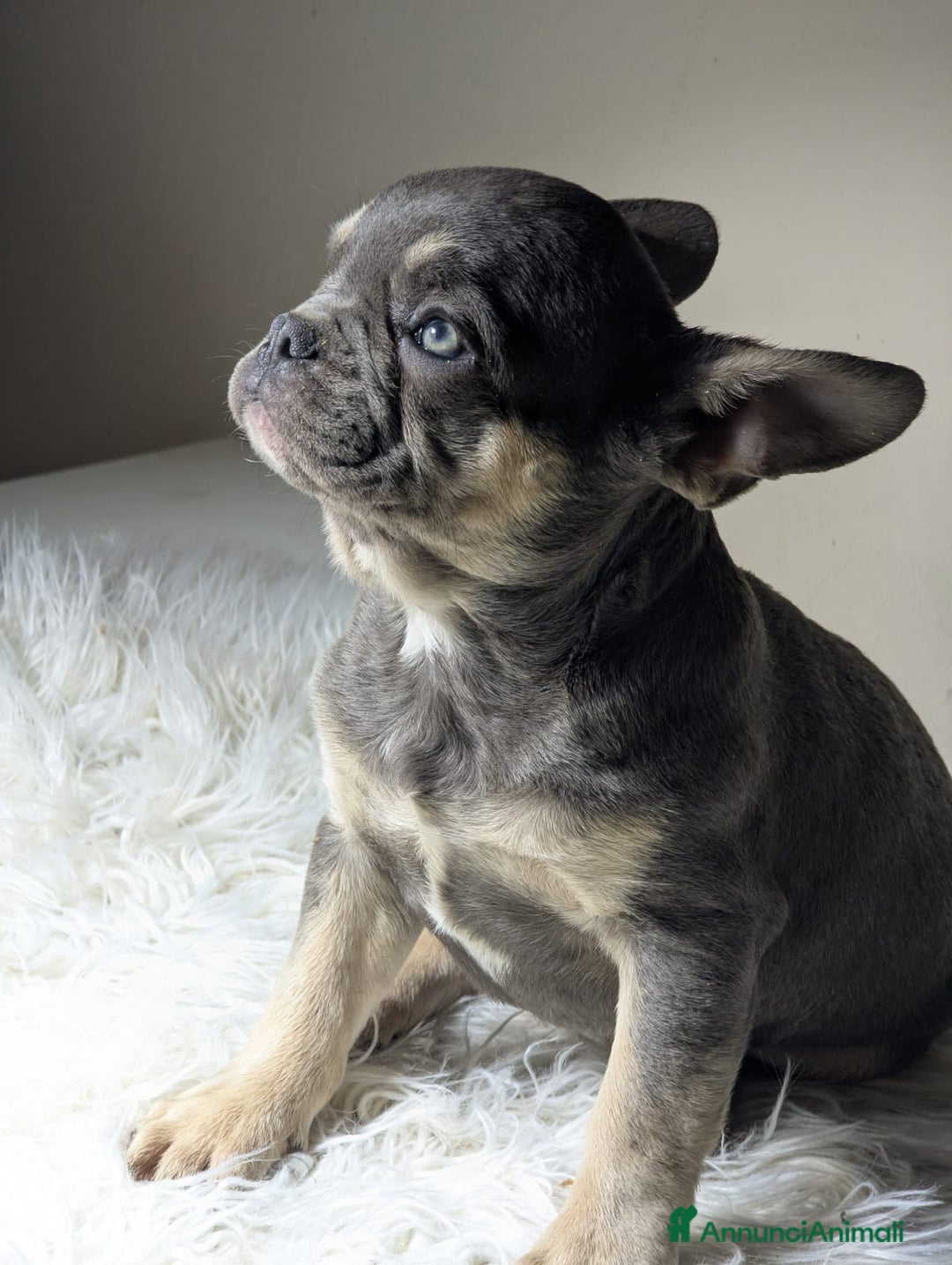 Bulldog Francese cani in vendita: Bulldog francesi cuccioli esotici - Annuncio 4