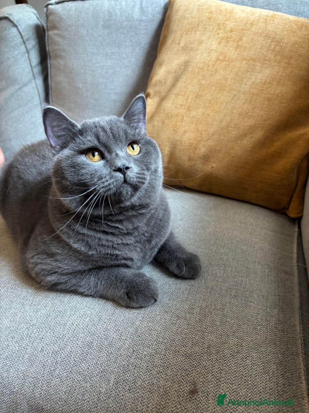 Scottish gatti in vendita: GATTINI SCOTTISH STRAIGHT  - Annuncio 4