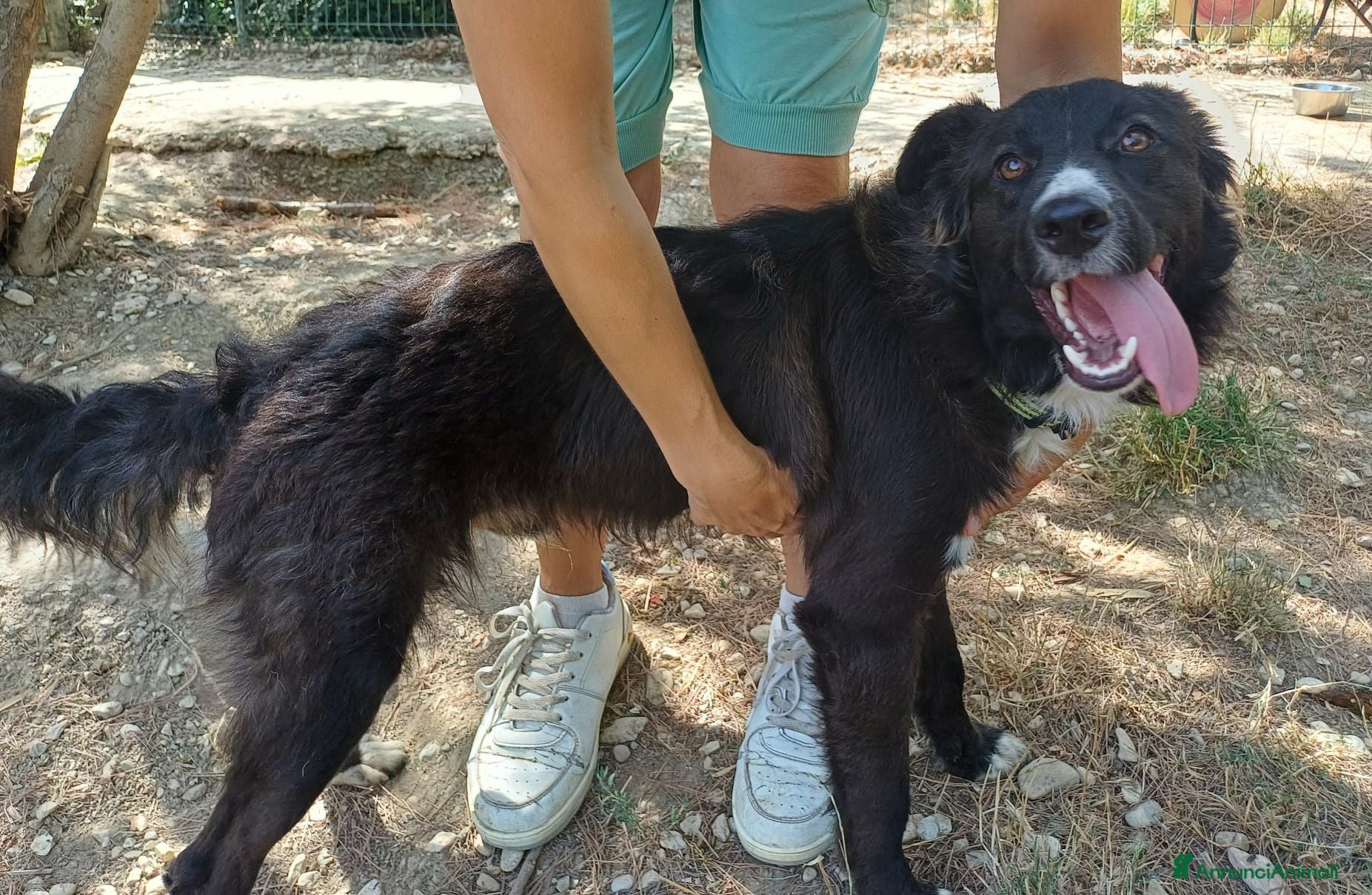 Meticcio cani in regalo: Tyson 9 mesi mix border collie  - Annuncio 4