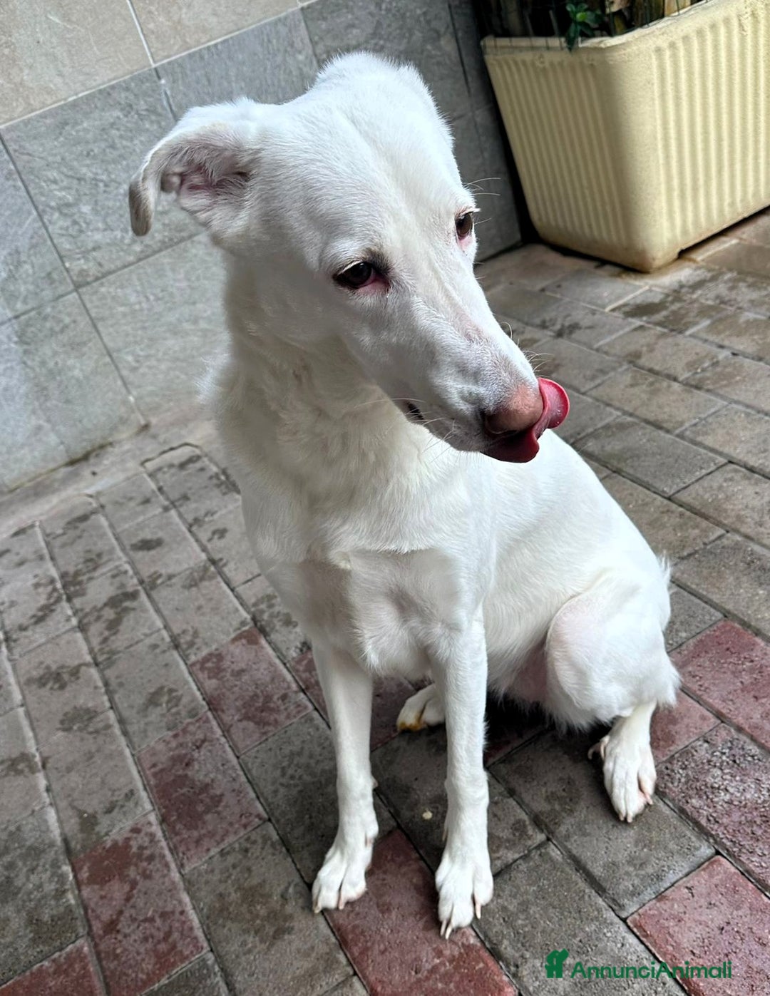 Meticcio cani in regalo: GENNA BELLISSIMA CAGNOLINA - Annuncio 7