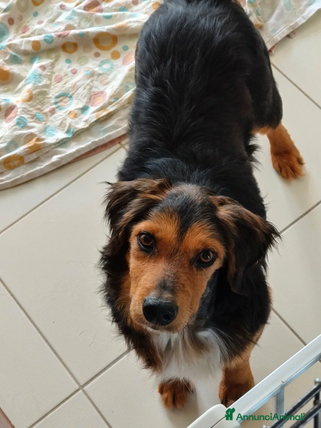 Meticcio cani in regalo: Lois cagnolino dolcissimo - Annuncio 9