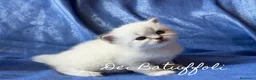 Siberiano gatti in vendita: Cuccioli Gatto Siberiano AFSI WCF, Alta genealogia - Annuncio 5