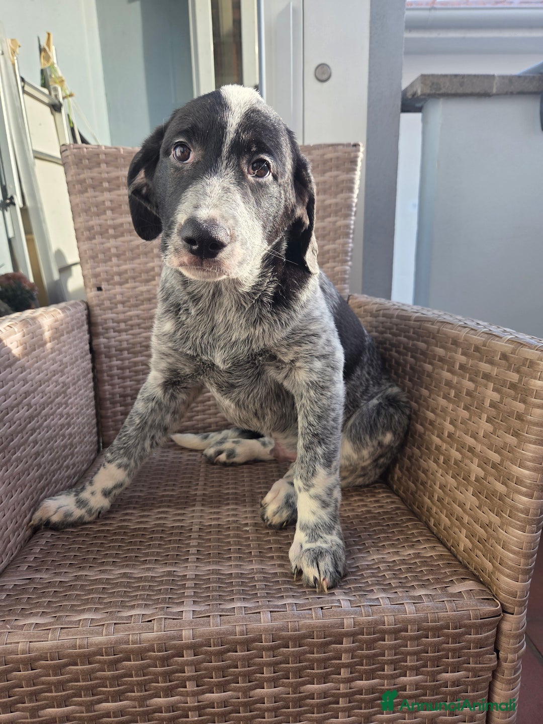Meticcio cani in regalo: Cuccioli meticci  - Annuncio 1