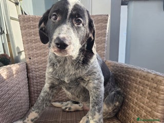 Meticcio cani Cuccioli meticci - Annuncio 13