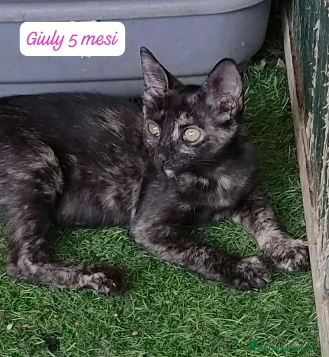 Altre razze gatti in regalo: S.o.s. micini da salvare  a Città Metropolitana di Bologna - Annuncio 2