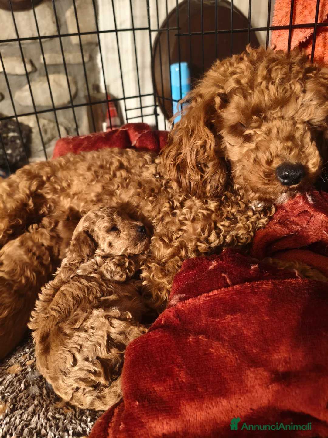 Barboncino Toy cani in vendita: Barboncino toy - Annuncio 2