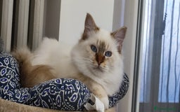 Sacro di Birmania gatti in vendita: Sacro di Birmania  - Immagine 2