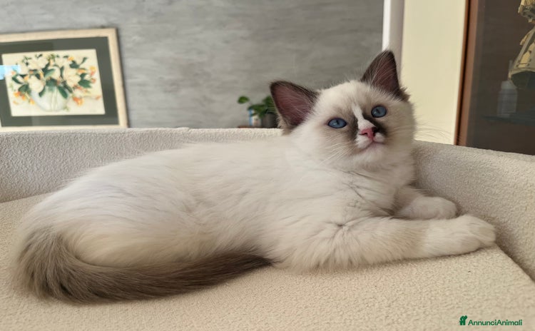 Ragdoll gatti - Annuncio 7