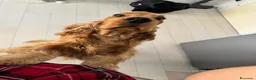 Cocker cani per accoppiamento: Fantastico cocker spaniel inglese   - Annuncio 9