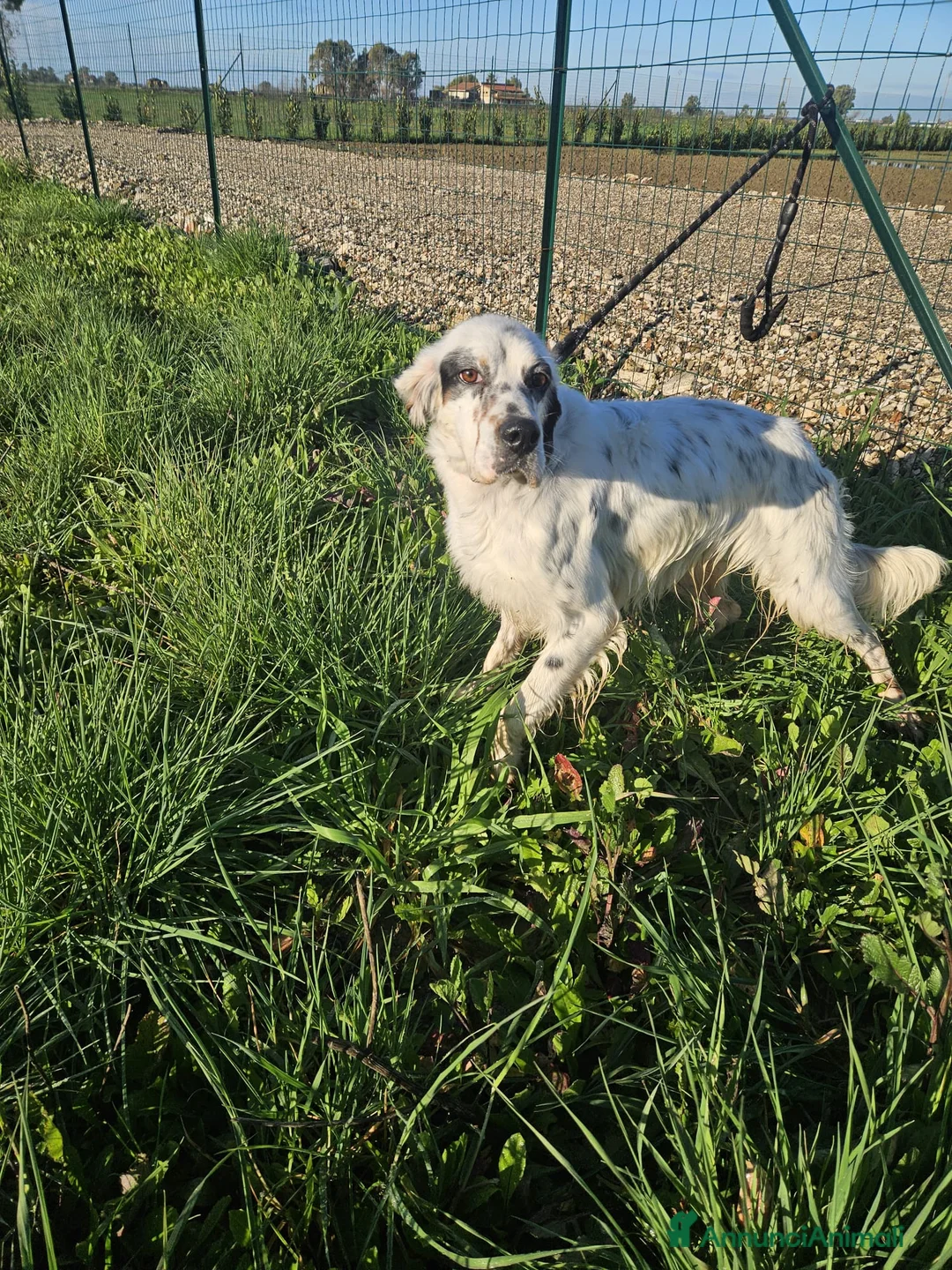 Setter Inglese cani in regalo: Zeus: giovane setter socievole equilibrato  - Annuncio 18