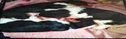 Cavalier King cani in vendita: Cavalier King charles spaniel cucciole  - Annuncio 1