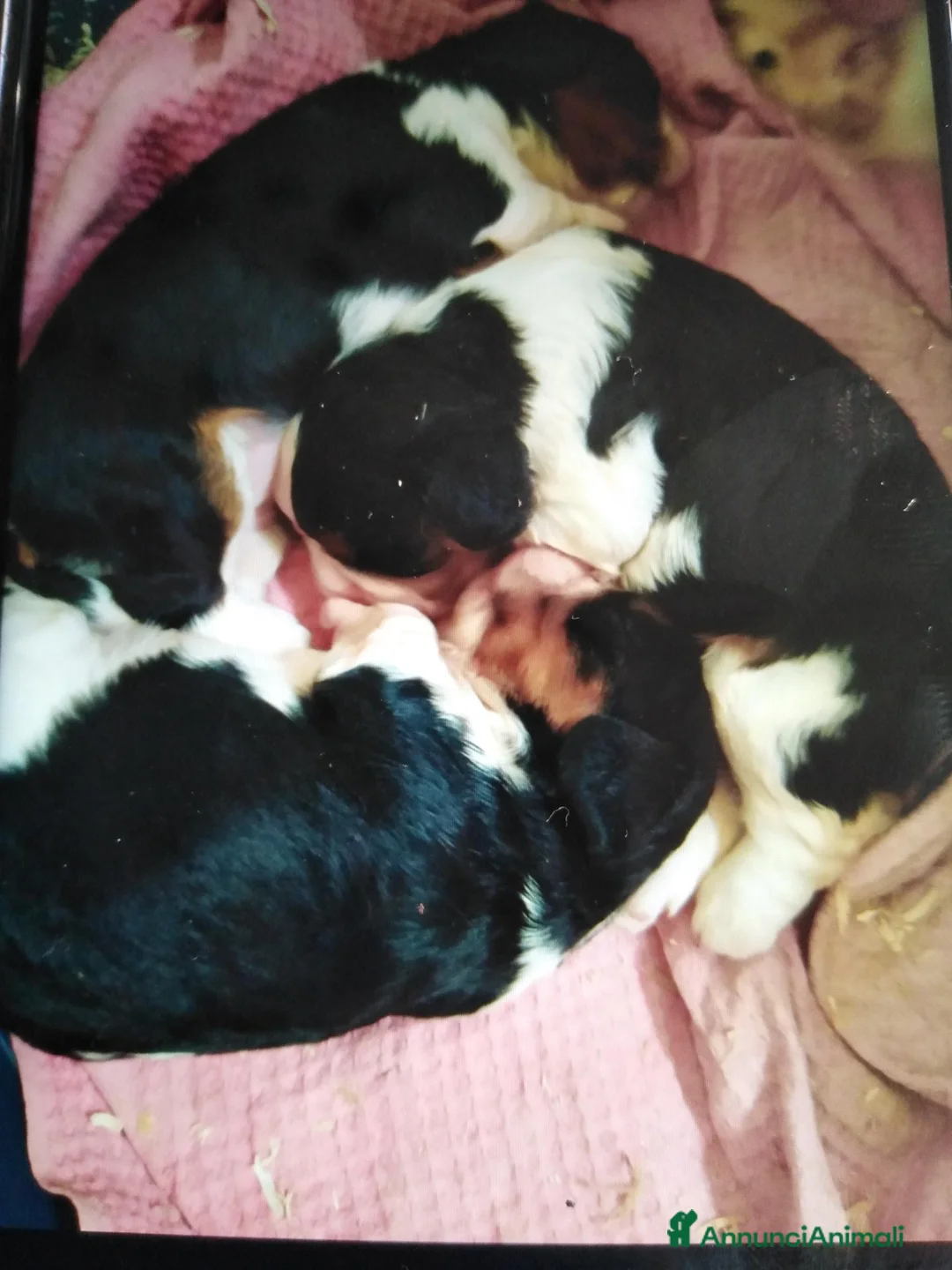 Cavalier King cani in vendita: Cavalier King charles spaniel cucciole  - Annuncio 1