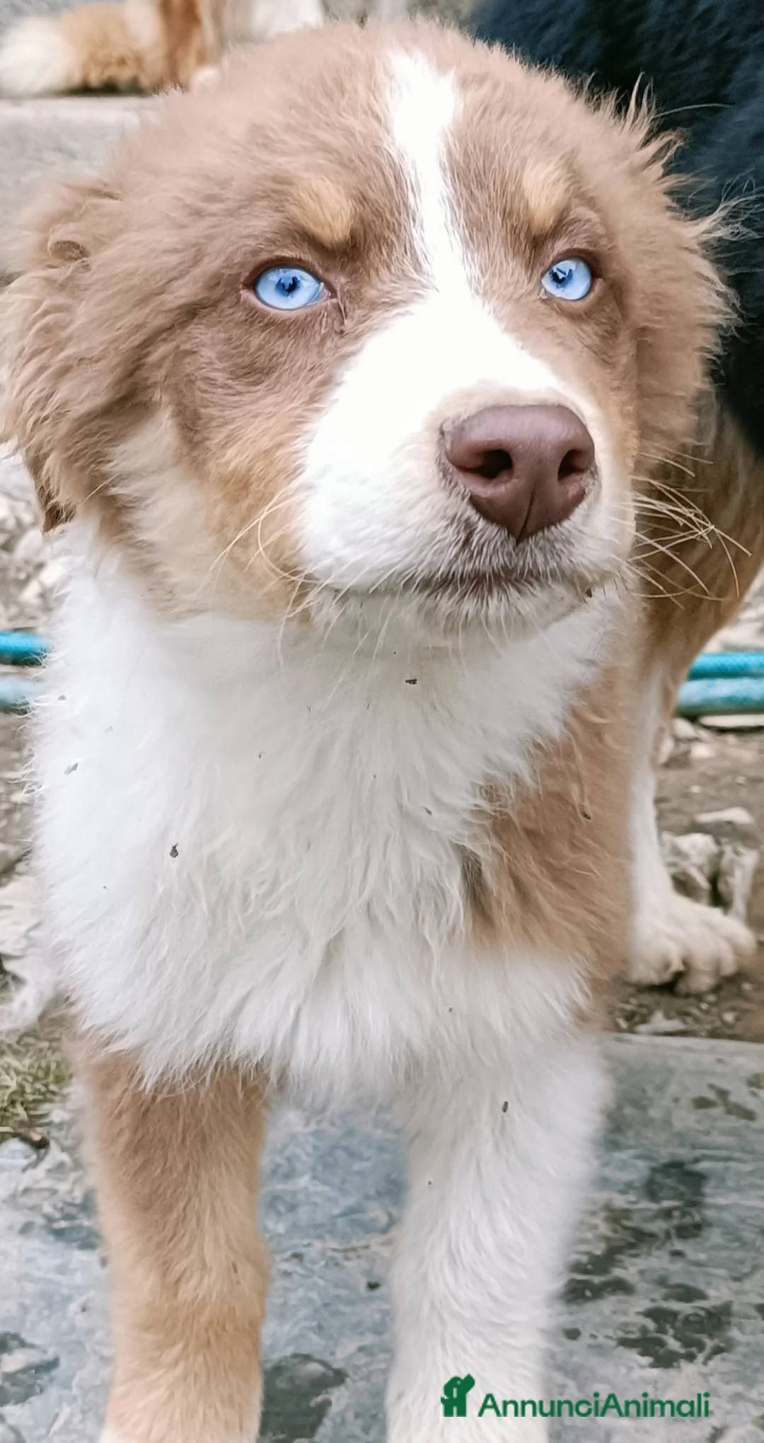 Australian Shepherd cani in vendita: Cuccioloni di pastore australiano  - Annuncio 2