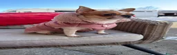 Chihuahua cani per accoppiamento: Chiwawa da riproduzione  - Annuncio 2