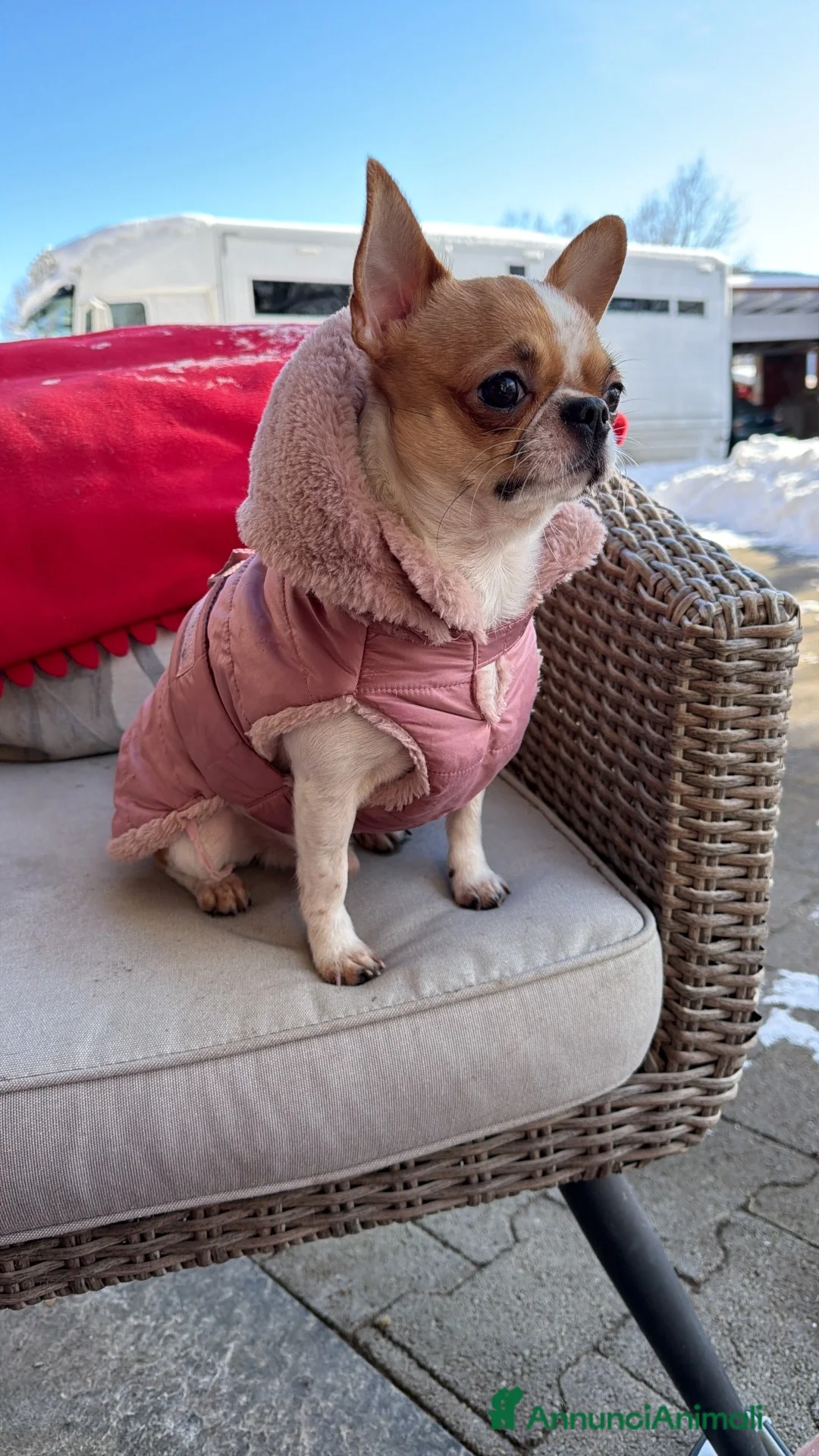 Chihuahua cani per accoppiamento: Chiwawa da riproduzione  - Annuncio 2