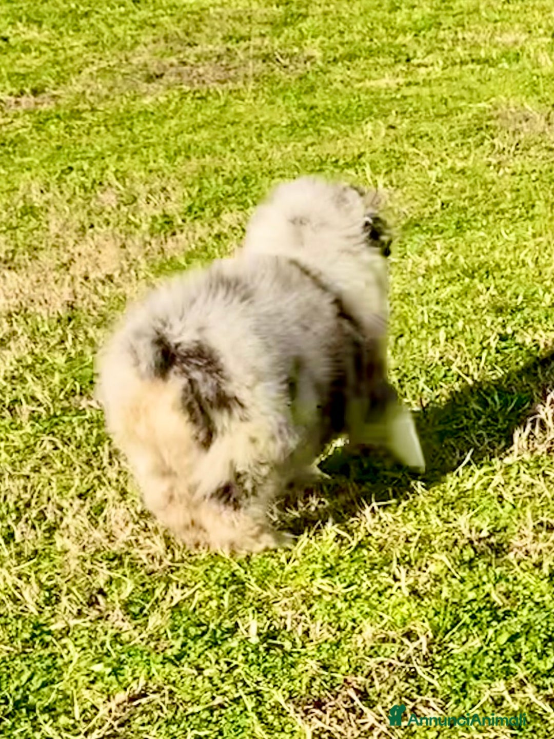 Australian Shepherd cani in vendita: Australian Shepherd pastore australiano maschio - Annuncio 5