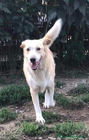 Meticcio cani Amedeo 9ANNI NON HA MAI AVUTO 1CASA! PIACENZA a Città Metropolitana di Milano - Annuncio 2