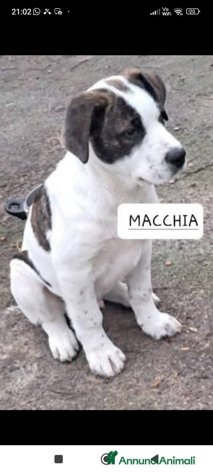 Cane di Mannara cani Macchia cucciolo meraviglioso  - Annuncio 2