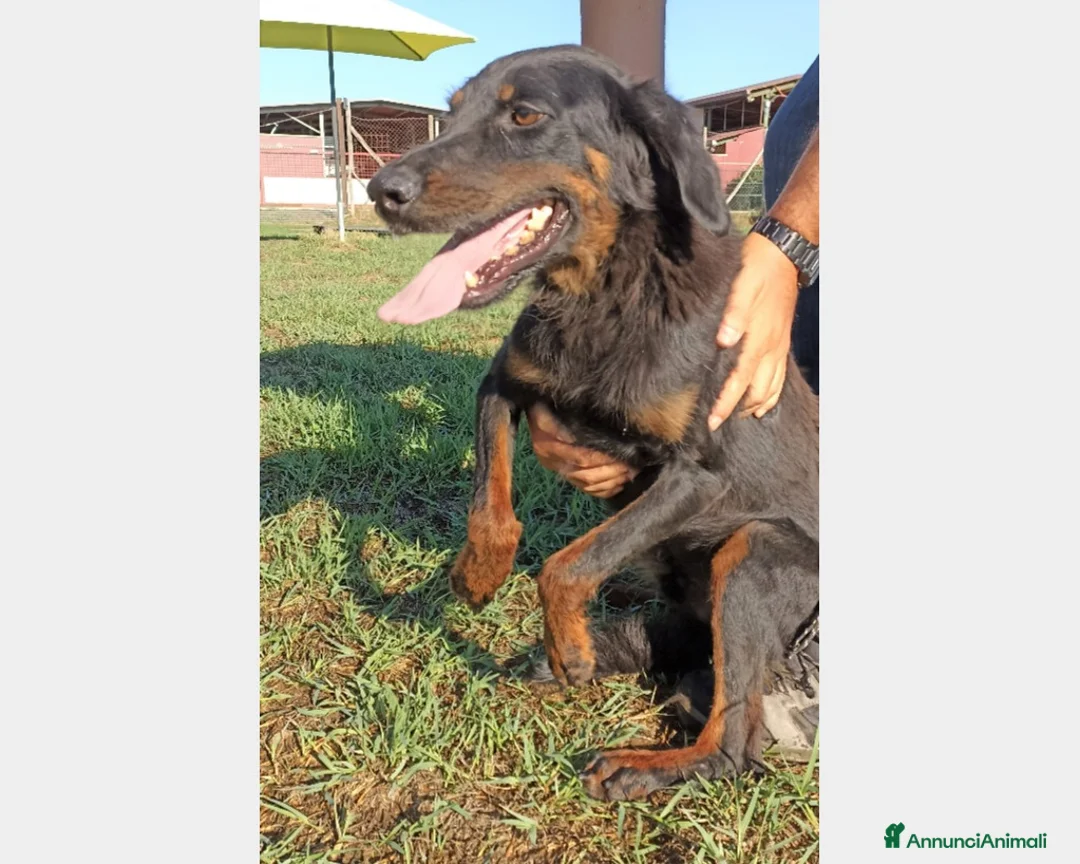 Meticcio cani in regalo: LUCKY Cane simil segugetto Maschio a Latina - Annuncio 2