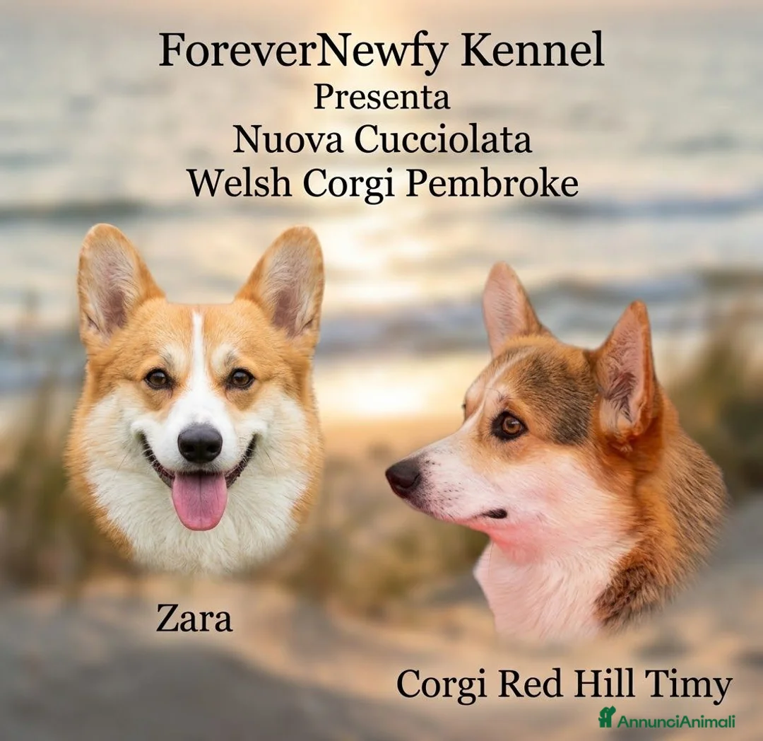 Corgi Pembroke cani in vendita: Disponibili Cuccioli di Welsh Corgi Pembroke  - Annuncio 1