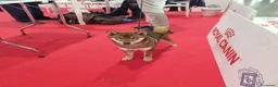 Shiba Inu cani in vendita: Cuccioli di shiba inu - 3 femminucce - - Annuncio 19