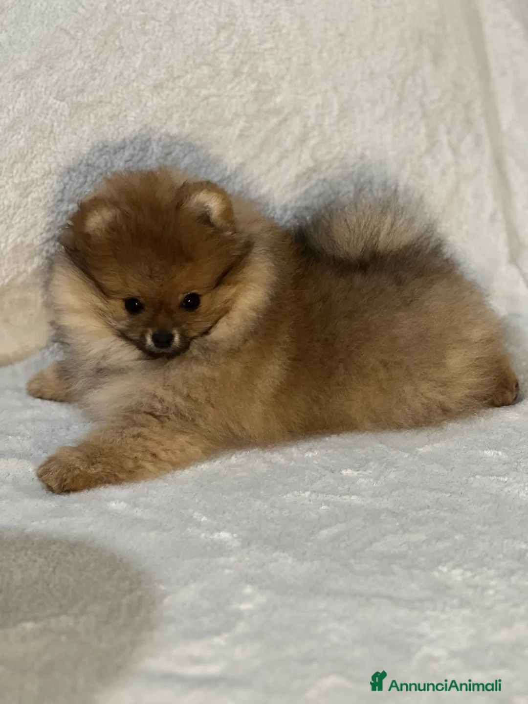 Spitz cani in vendita: Vendesi cucciolo di Pomerania femmina. - Annuncio 8