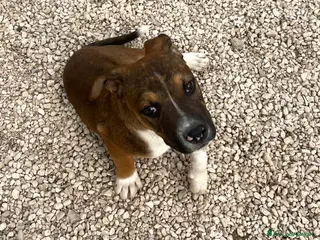 Meticcio cani SIMPATICO MOLOSSINO IN CERCA DI CASA - Annuncio 15