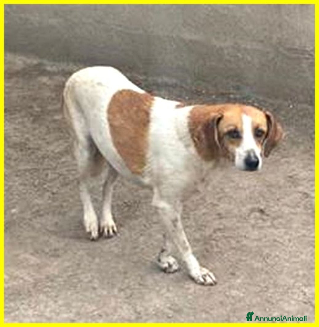 Meticcio cani in regalo: LIVIA molto timorosa - Annuncio 3