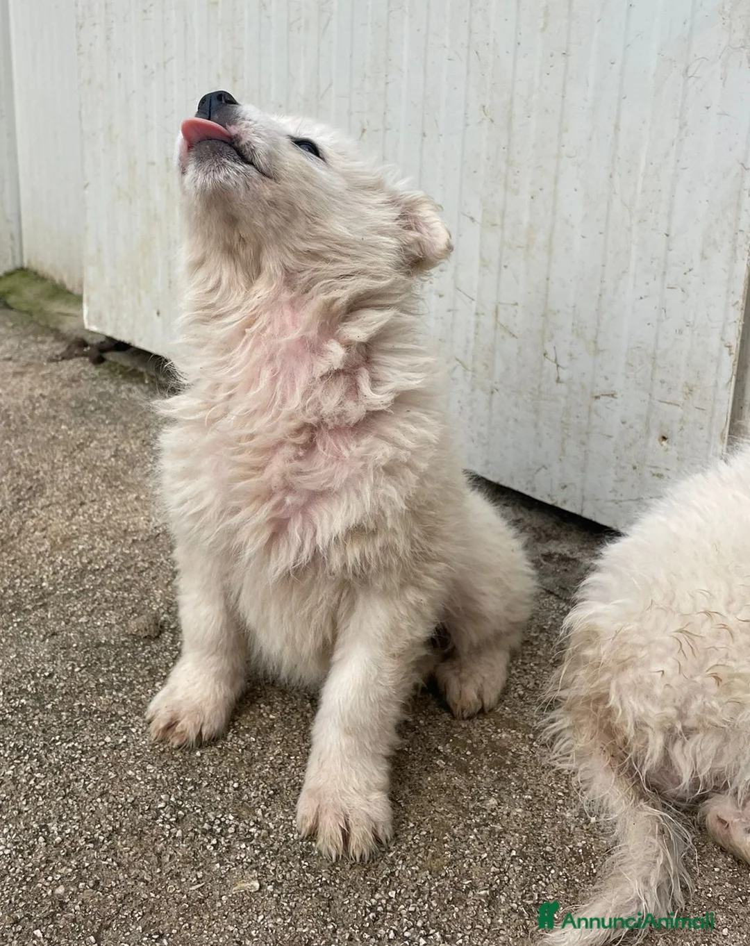 Meticcio cani in regalo: DUE DOLCI PECORELLE - Annuncio 5