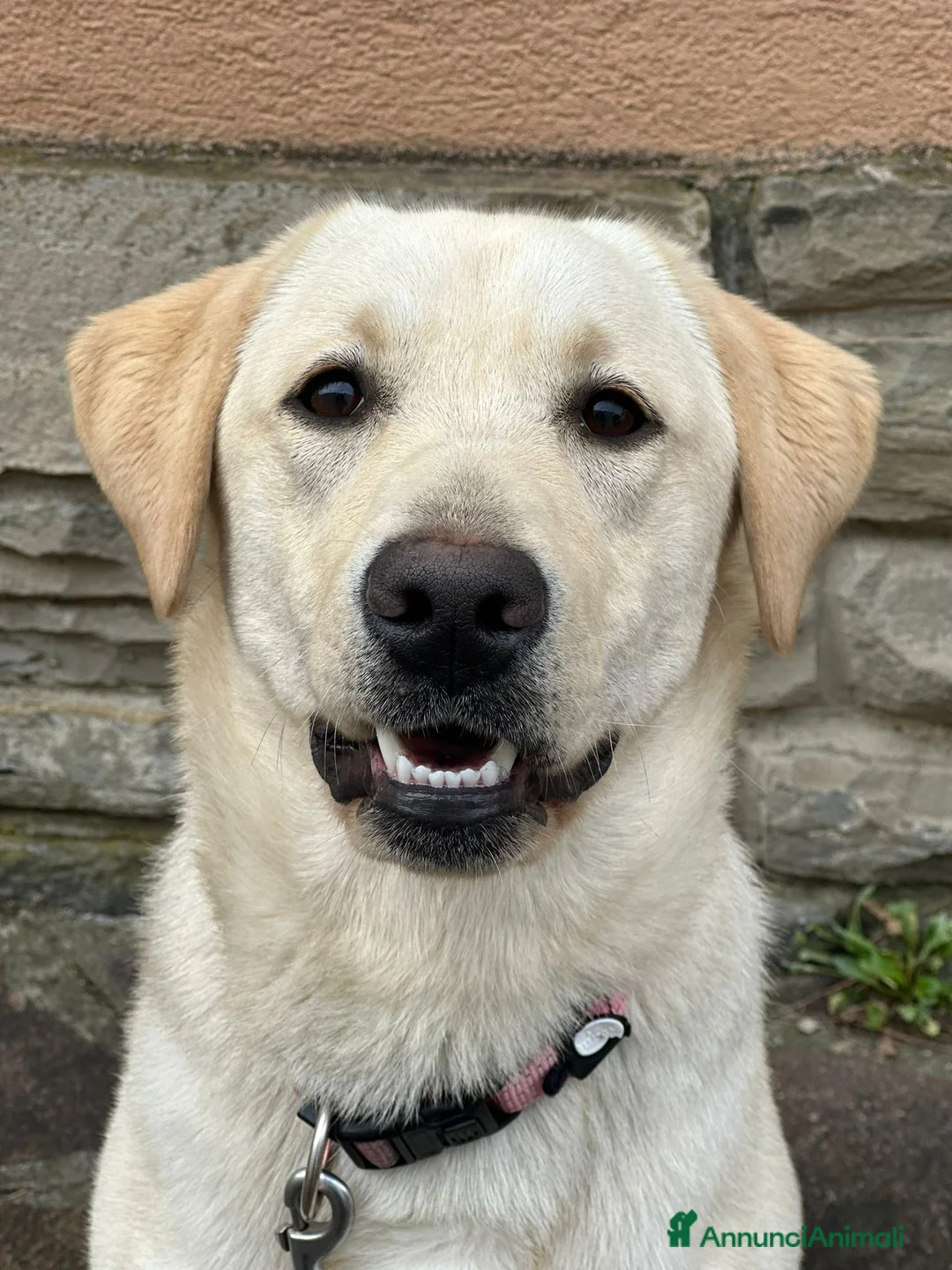 Labrador cani in vendita: Cucciola labrador - Annuncio 2