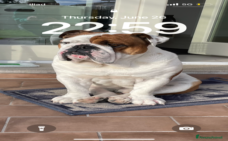 Bulldog cani a Provincia di Caserta - Annuncio 4
