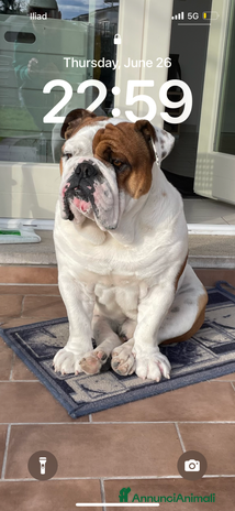 Bulldog cani a Provincia di Caserta - Annuncio 13