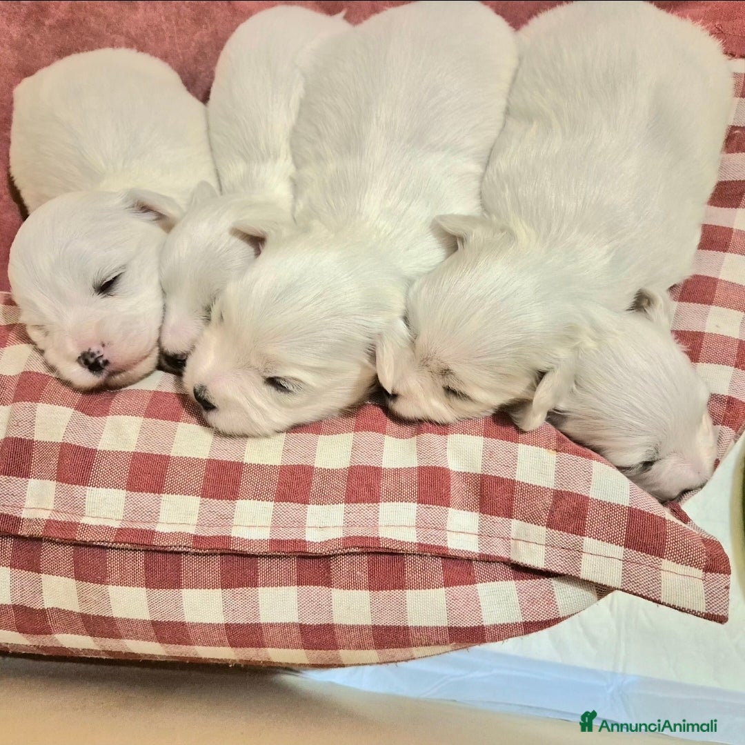 Maltese cani in vendita: Maltesi  - Annuncio 3