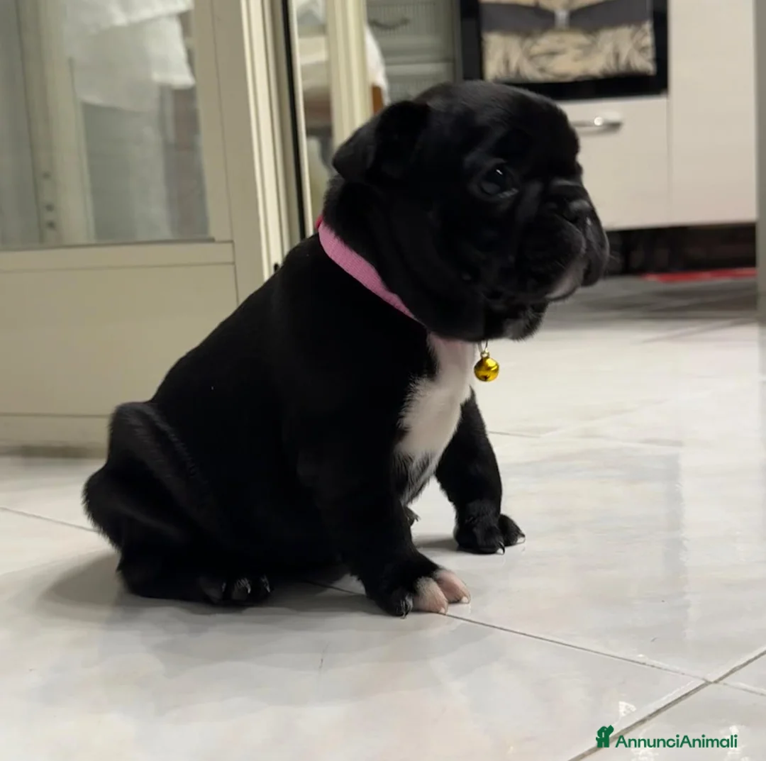 Bulldog Francese cani in vendita: Ultime 2 Bulldog Francesi  - Annuncio 9