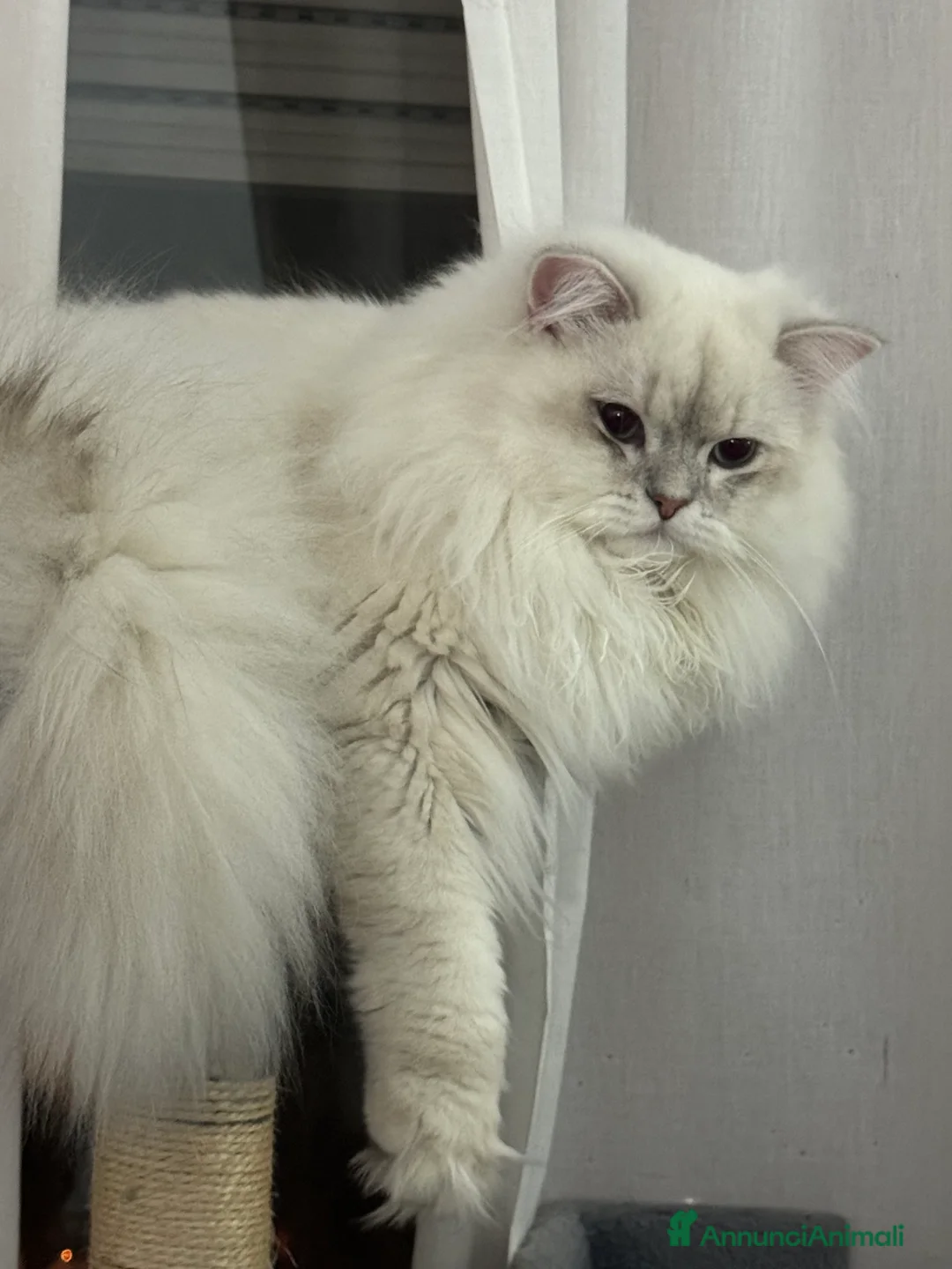 Scottish gatti per accoppiamento: Scottish Highland per accoppiamento  a Provincia di Varese - Annuncio 6