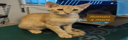 Altre razze gatti in regalo: Gattini destinati alla colonia  a Provincia di Ferrara - Annuncio 5