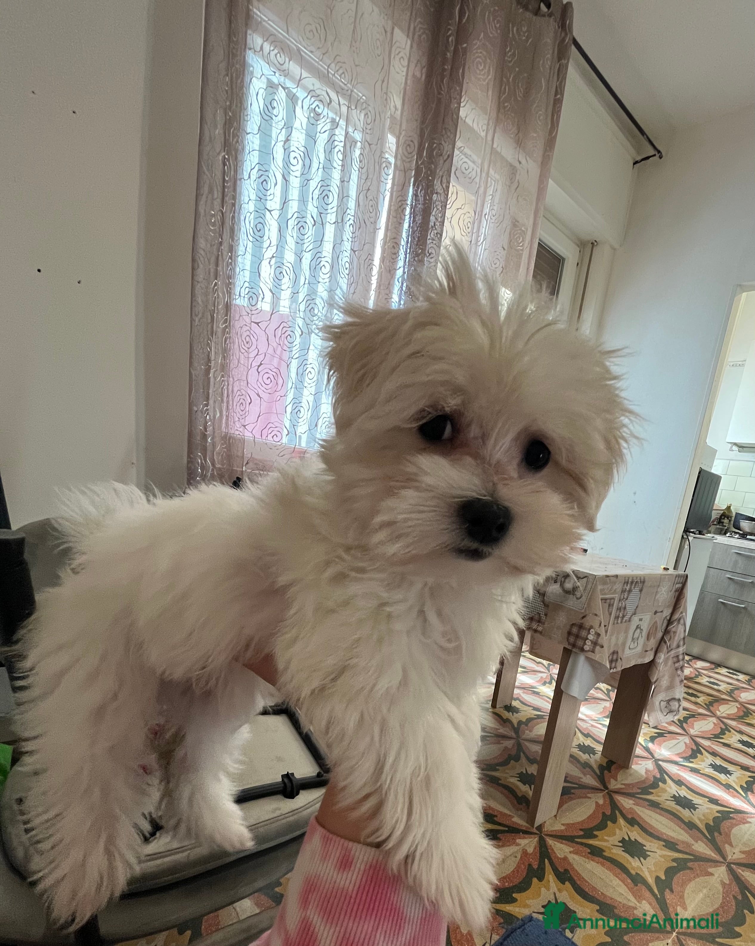 Maltese cani Cucciolo maltese femmina  - Annuncio 4