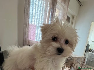 Maltese cani Cucciolo maltese femmina - Annuncio 4
