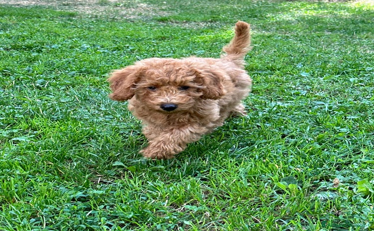 Barboncino cani a Città Metropolitana di Torino - Annuncio 1