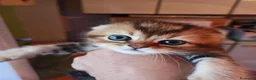 Scottish gatti in vendita: Scottish disponibili  a Provincia di Reggio Emilia - Annuncio 13