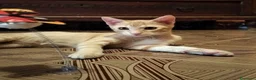 Meticcio gatti in regalo: 3 mesi, abituato in casa  - Annuncio 8