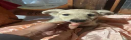 Meticcio cani in regalo: Bruno e Cuore cuccioli 4 mesi cercano casa  - Annuncio 5