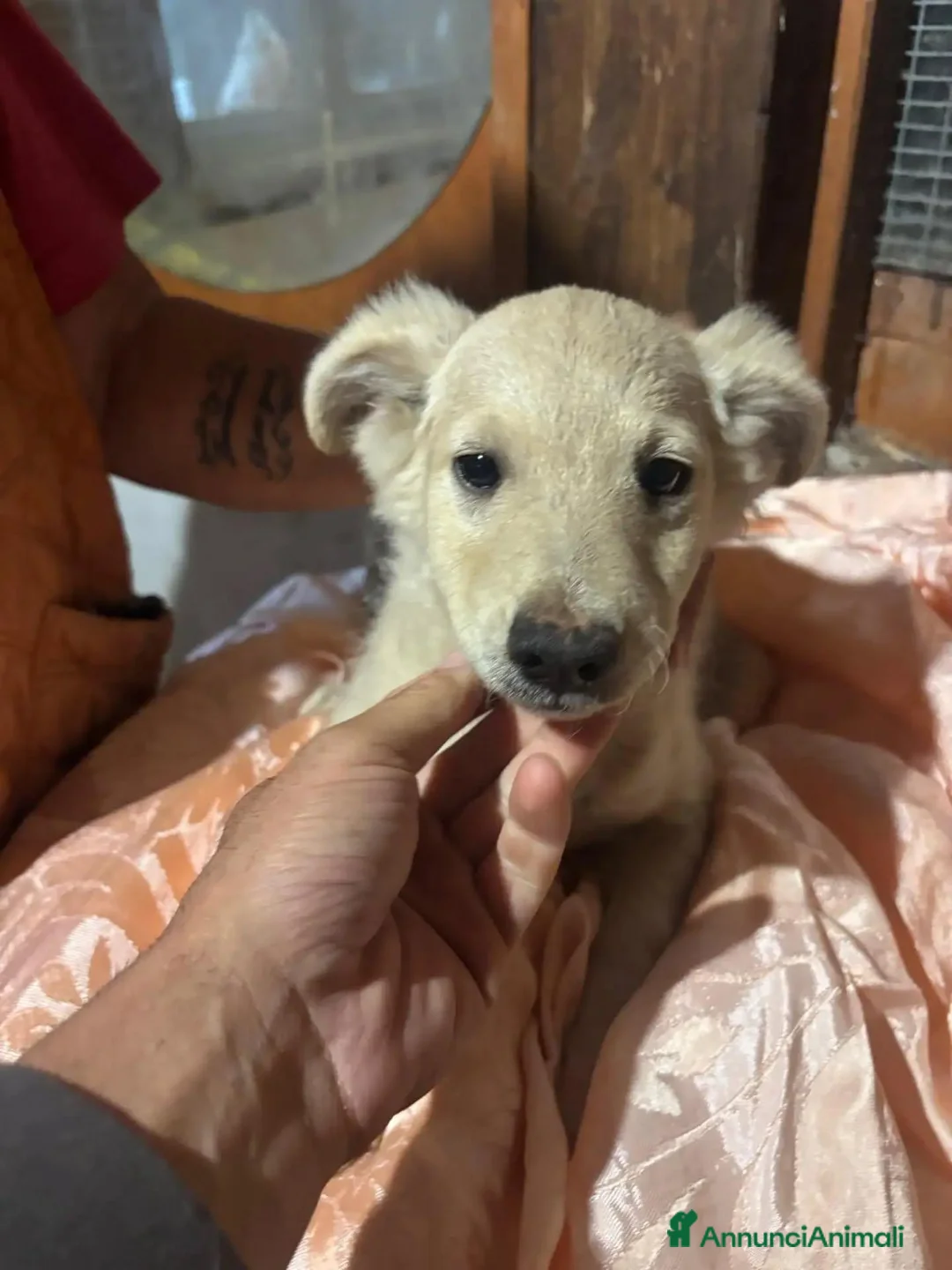 Meticcio cani in regalo: Bruno e Cuore cuccioli 4 mesi cercano casa  - Annuncio 5
