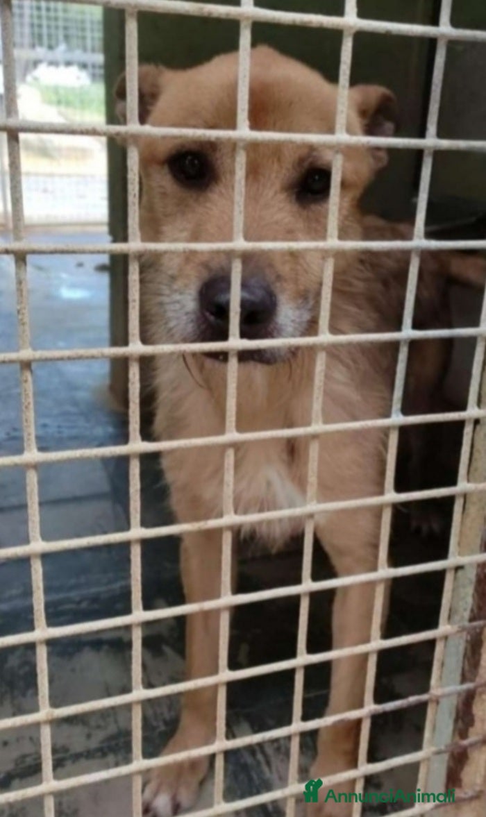 Meticcio cani Baffo adulto non abbaia neanche +,rassegnato! SUD a Città metropolitana di Milano - Annuncio 24