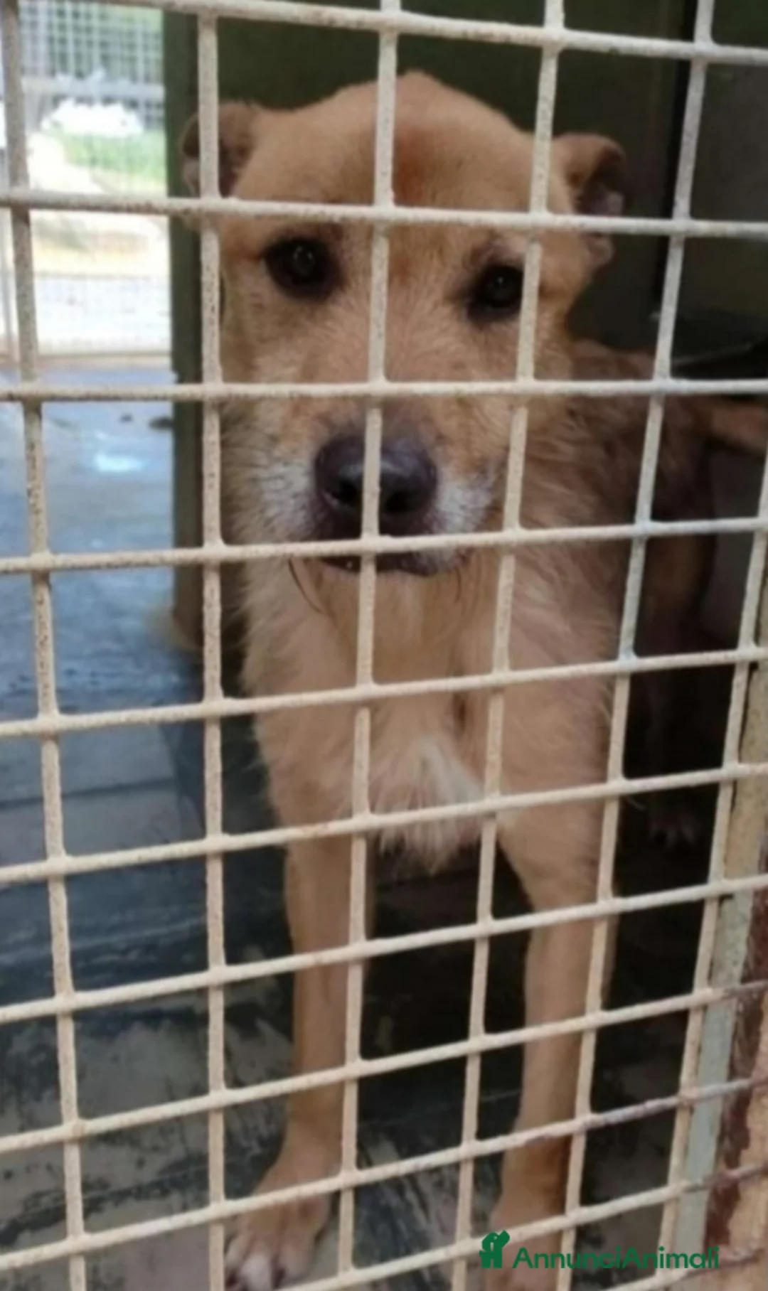 Meticcio cani in regalo: Baffo adulto non abbaia neanche +,rassegnato! SUD a Città metropolitana di Milano - Annuncio 1